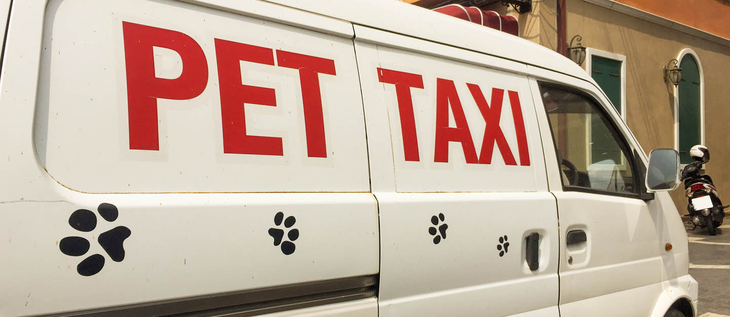 乘搭寵物的士Pet Taxi到英國的教學及分享